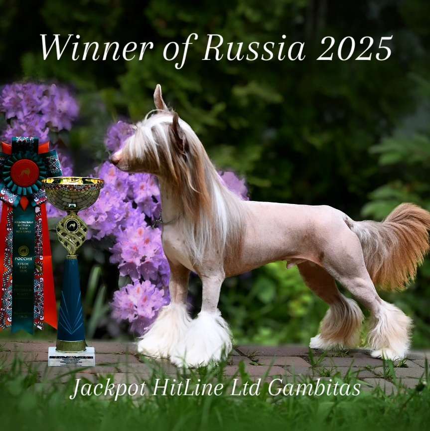 Jackpot HitLine Ltd Gambitas