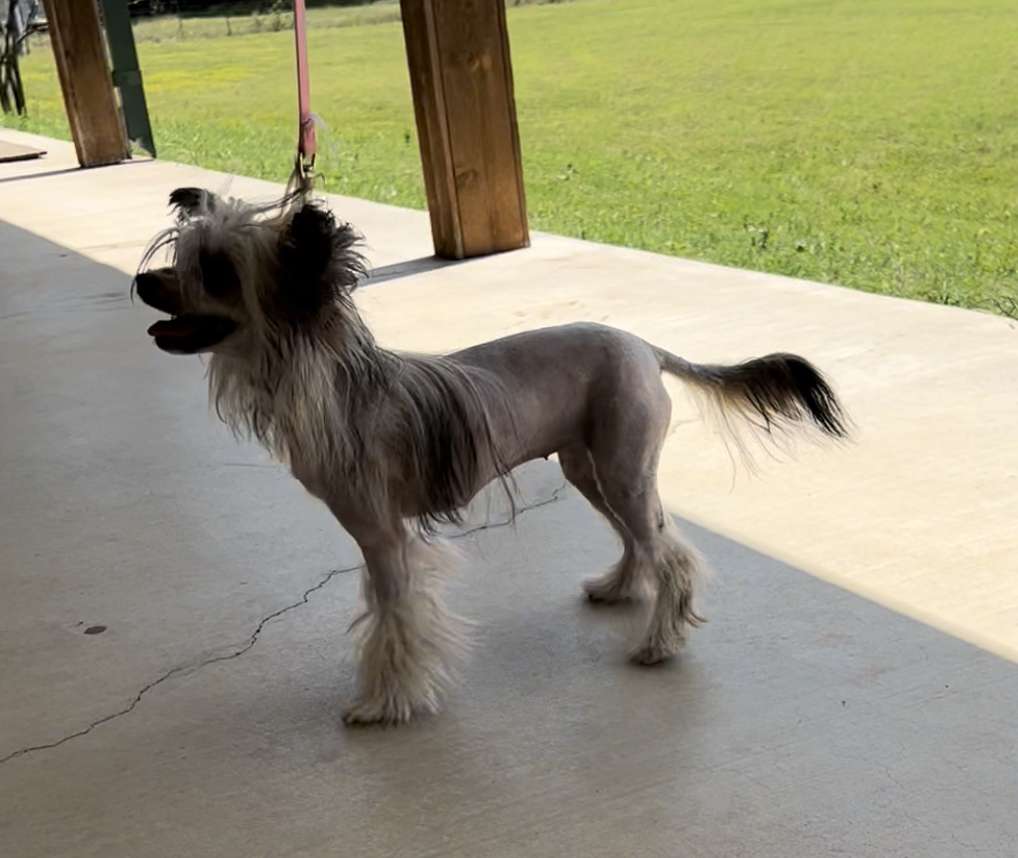 Ne'Oublie Spirit of Dixie Road