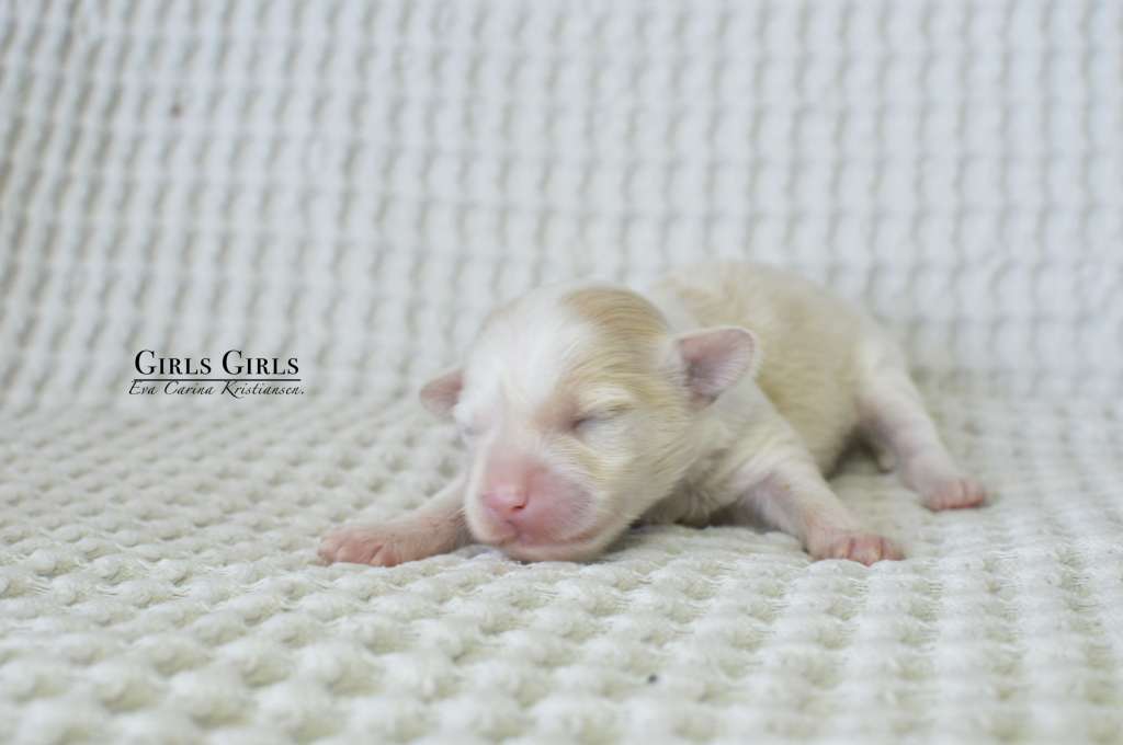 Girls Girls Kevin James