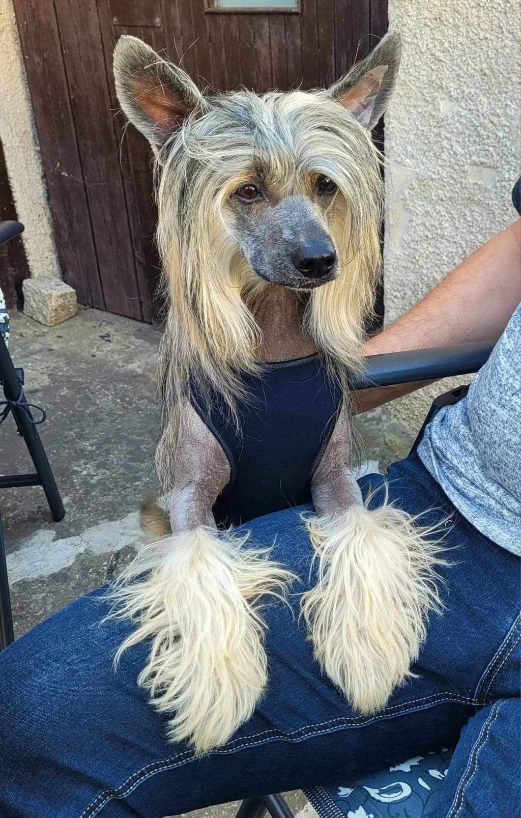 Arian Gallant Black Beautiful