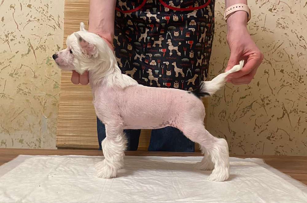 Incanto Del Mondo Tiffany