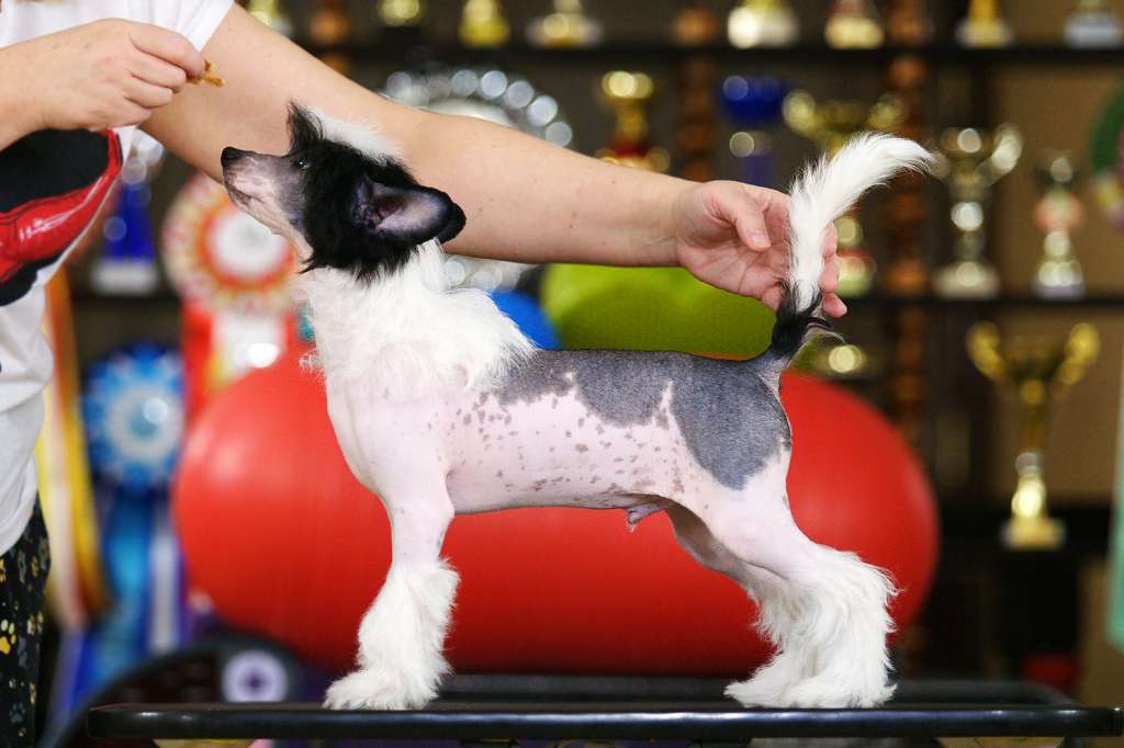 Incanto Del Mondo Unique Windstorm