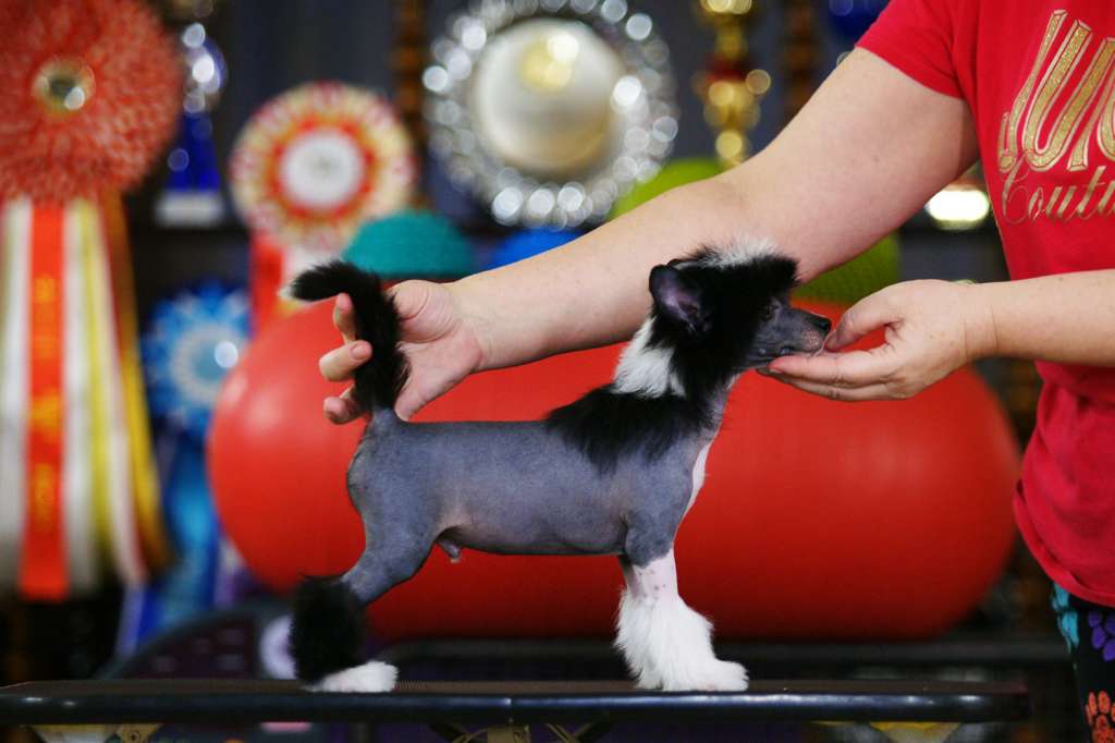 Incanto Del Mondo Fabulous Axel Jump