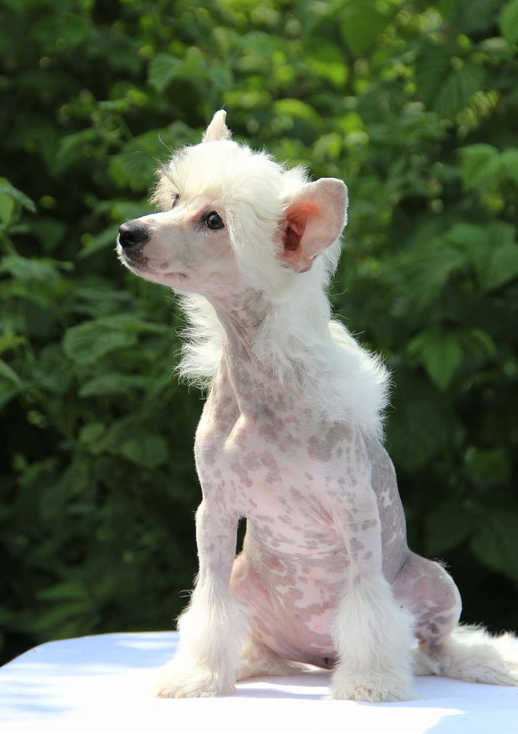 Nefritjvyi Budda Jacquerie Sade Lee