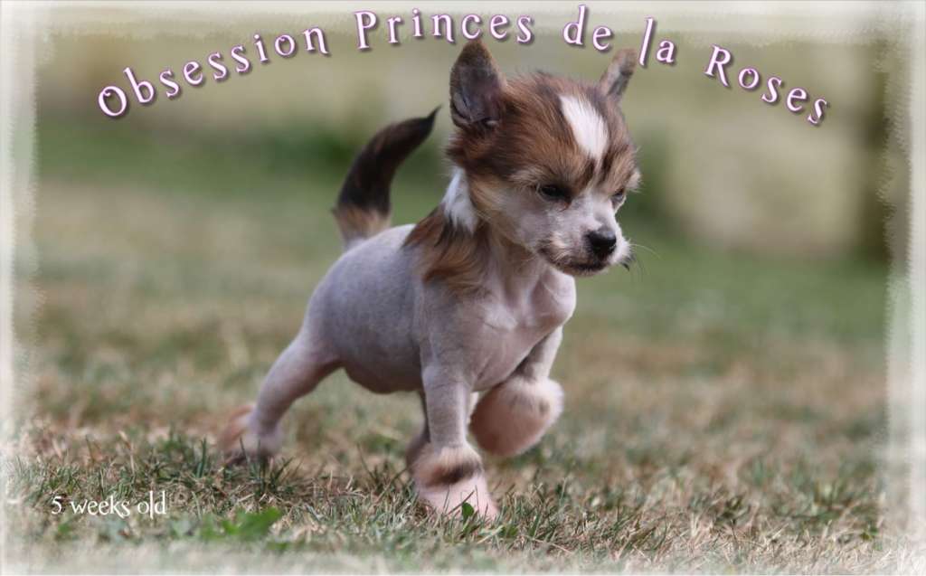 Obsession Princes de la Roses