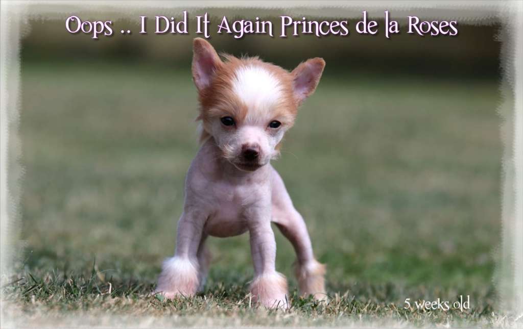 Oops ... I Did It Again Princes de la Roses