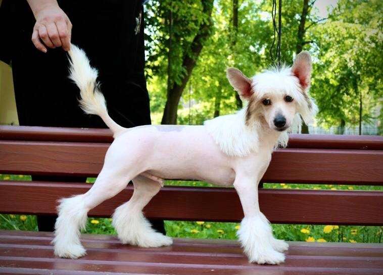 Amaterasu Hana Yeremey