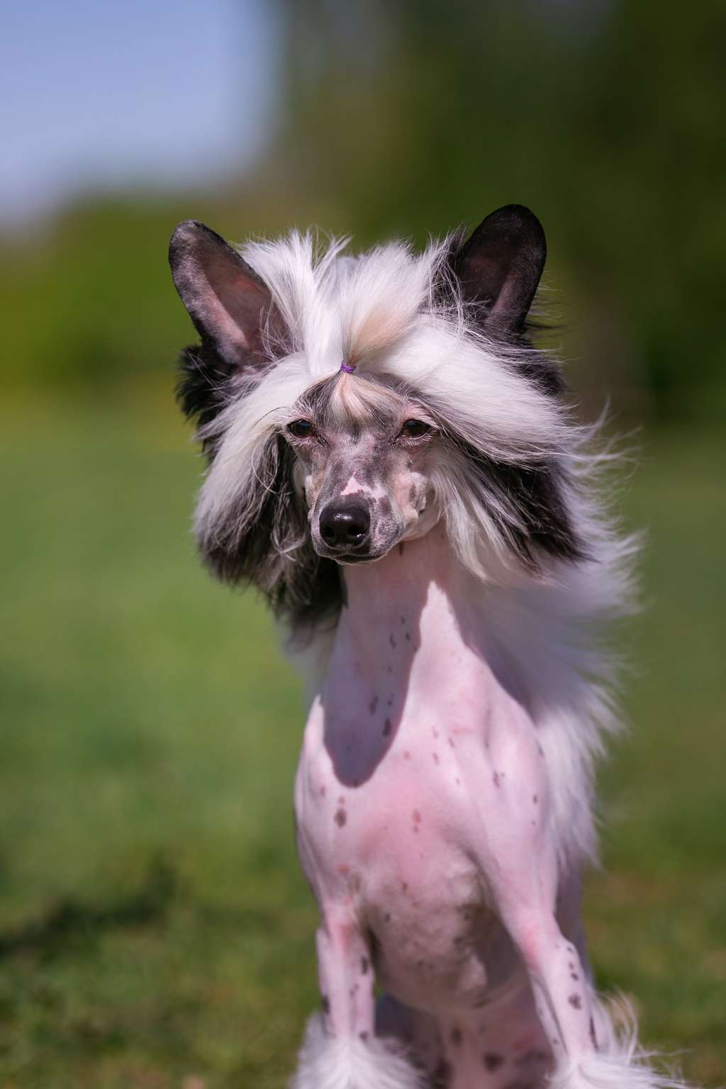 HitLine Ltd Nightwish for  Astrum Anima