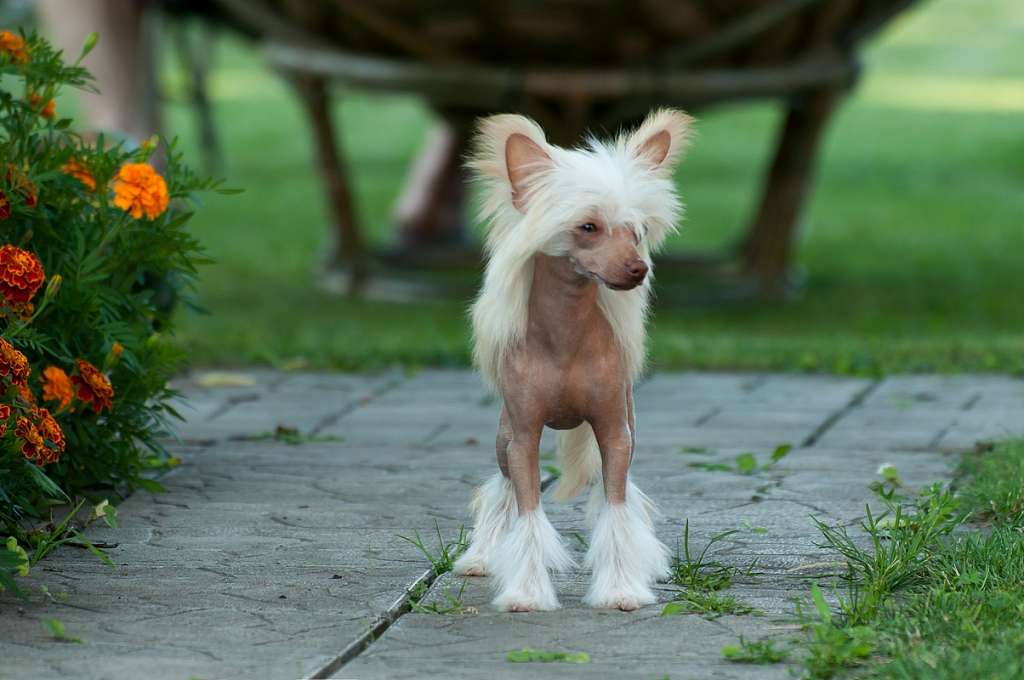 Oksamytova Karameliya El Tiola