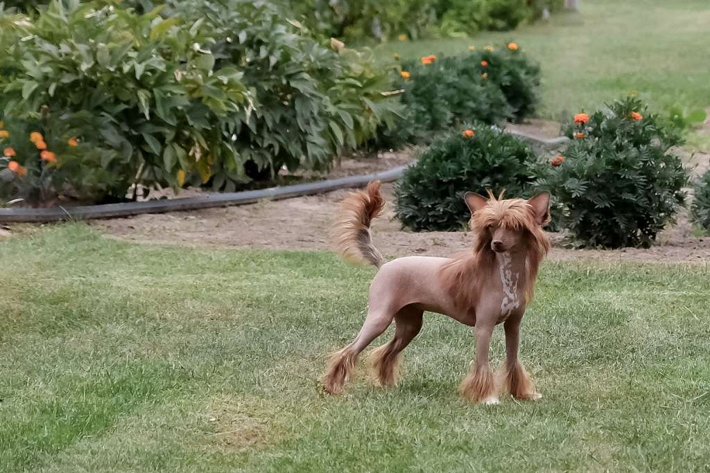 Obrana Kuna El Tiola