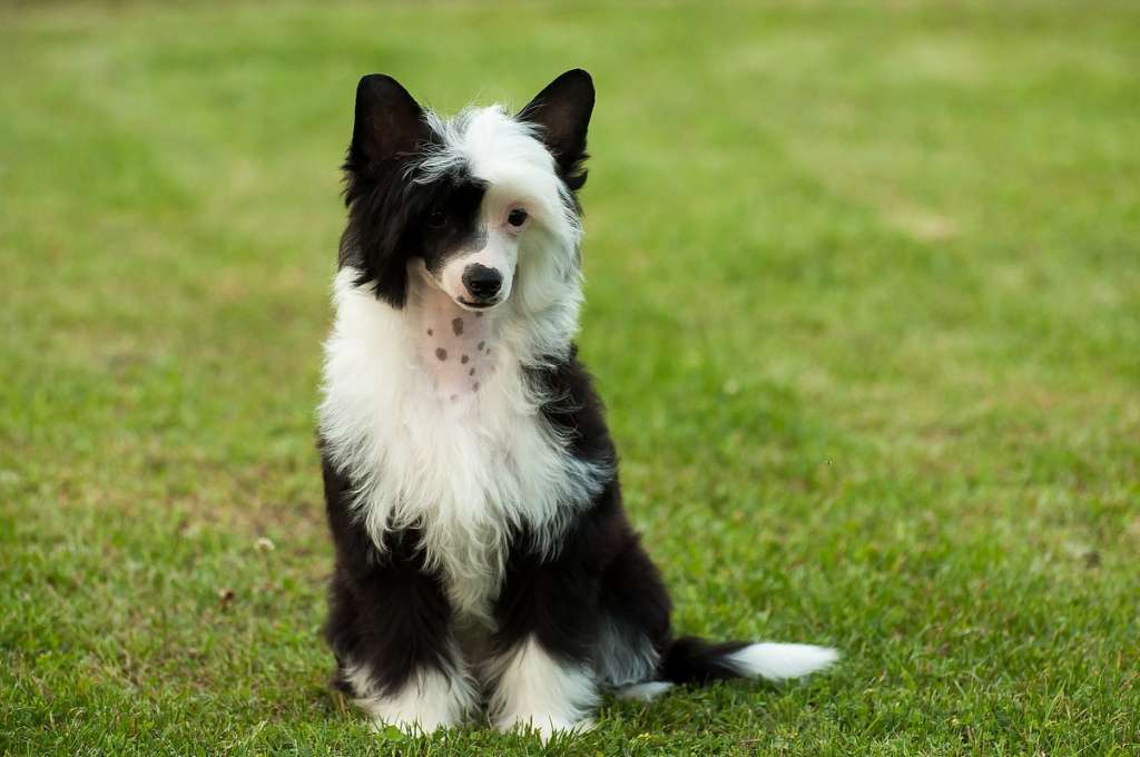 Shket Fartovyy El Tiola