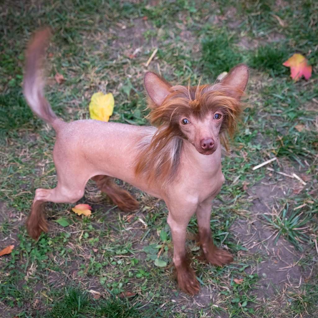 Shana Filigranna El Tiola