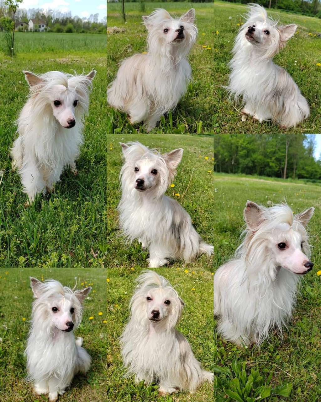 Kilimanjaro Beauty Laminacka