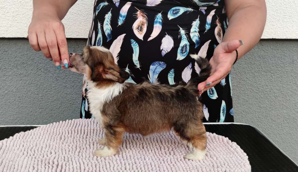 Killer body Laminacka