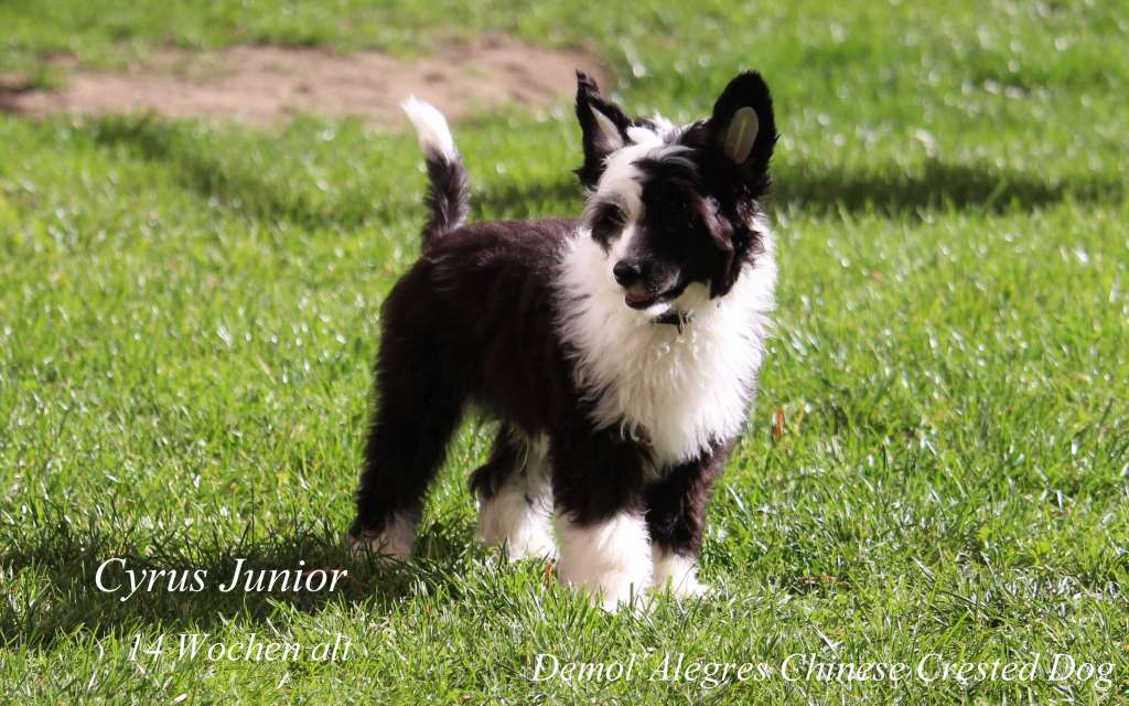 Demol'Alegres Cyrus Junior