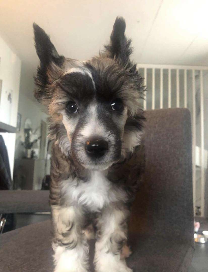 Proud Pony Bohemian Rhapsody