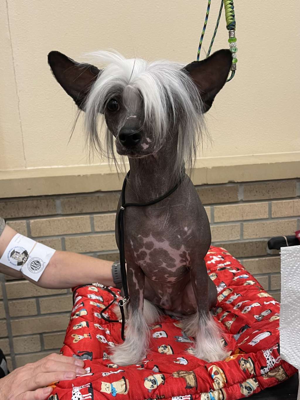 Lacshen's Suffering Succotash at Ace's