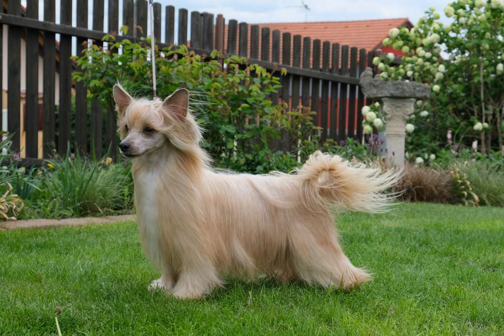 Crest'd Label Double Knock Out