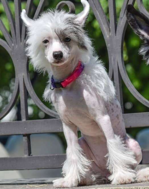 Gallurius Chio Chio San