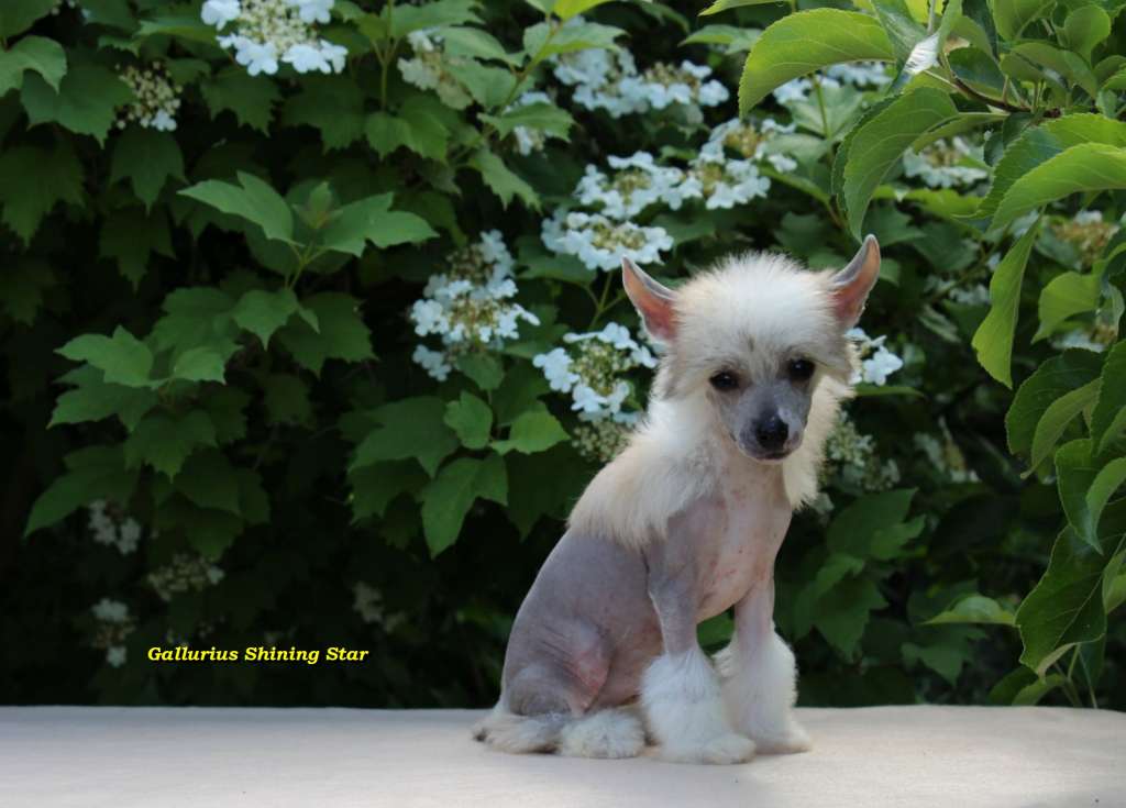 Gallurius Shining Star