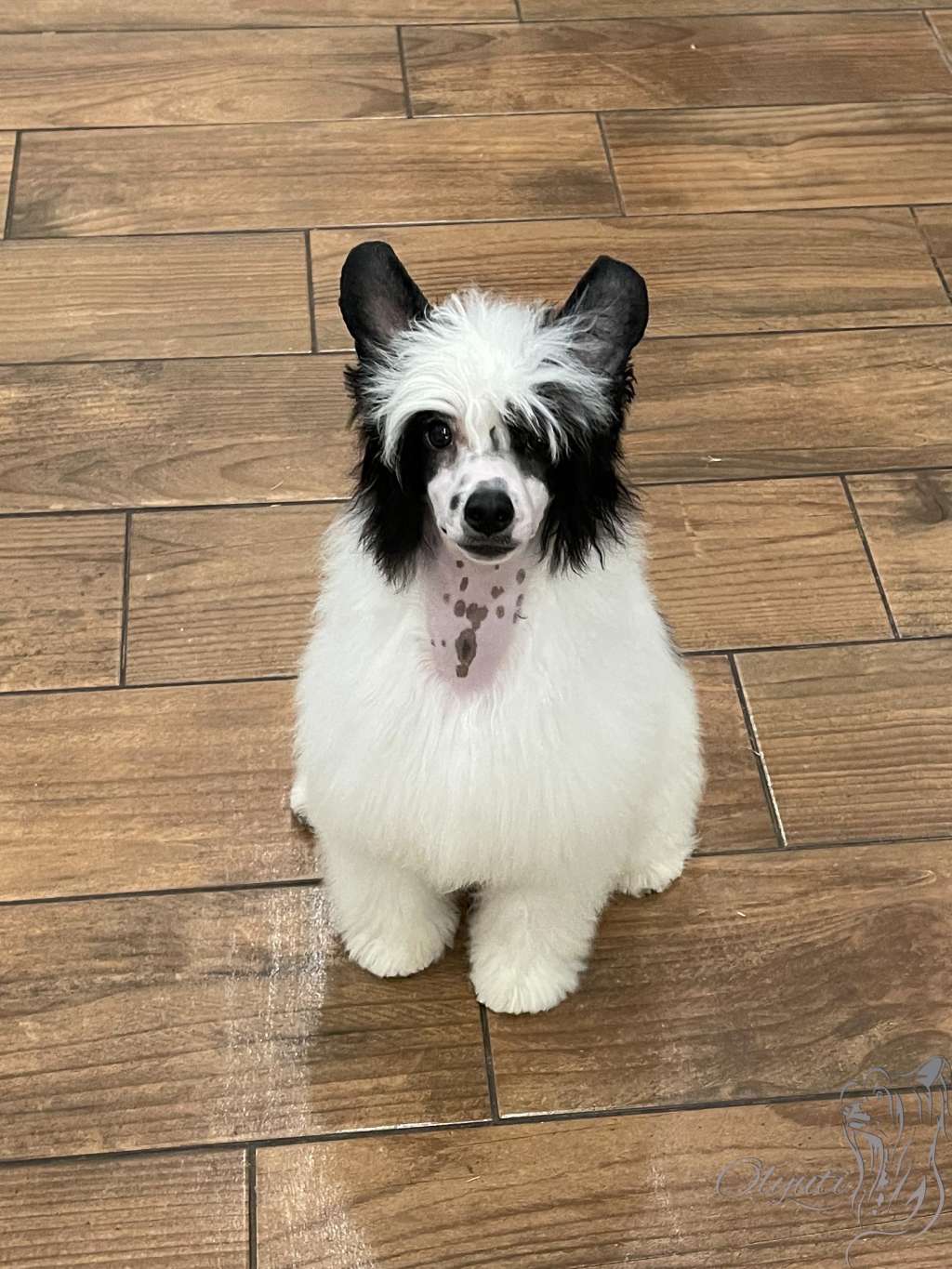 Black's Cookie Start Party At Olyuti