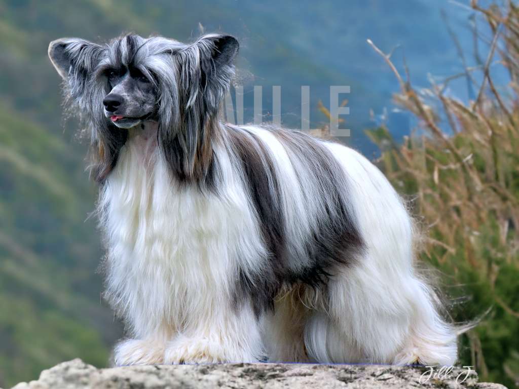 Oblivion I See Stars