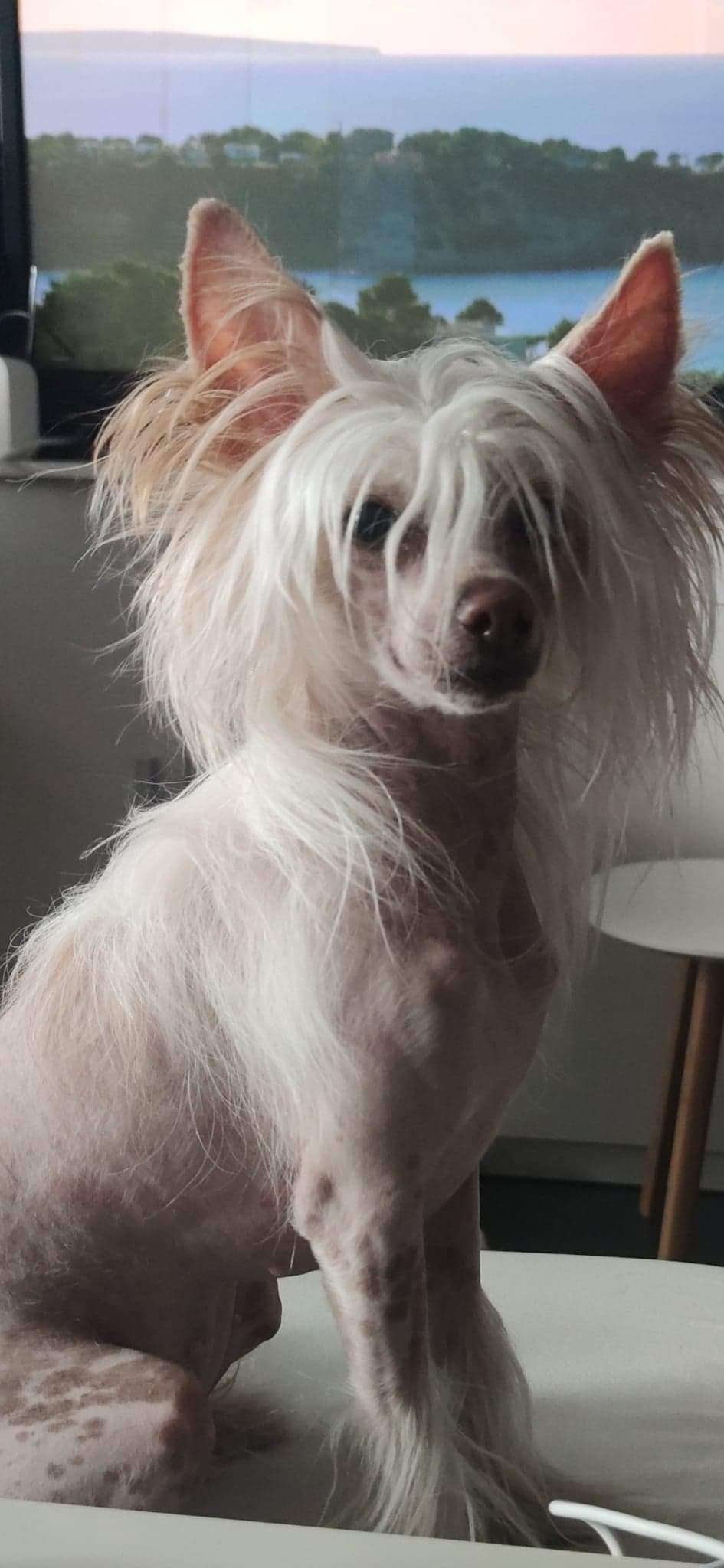 Diva