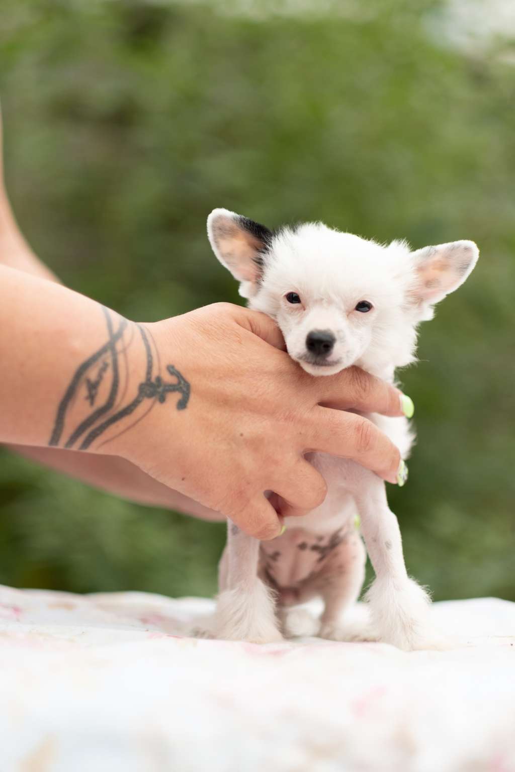 Fedora Dei Guardiani Silani