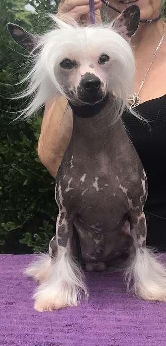 Rosebriar kaylen key of magic