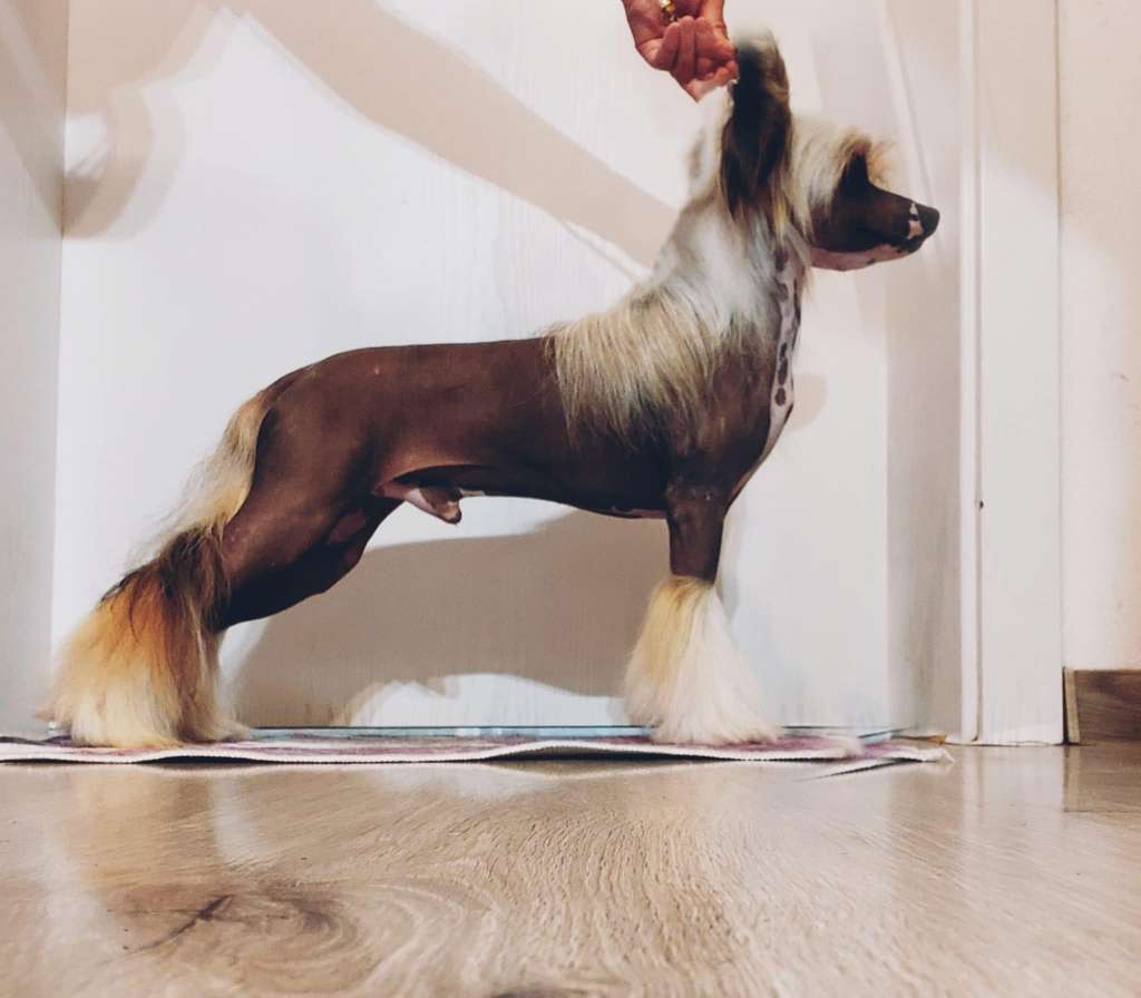 Fire & Ice Gerardesky