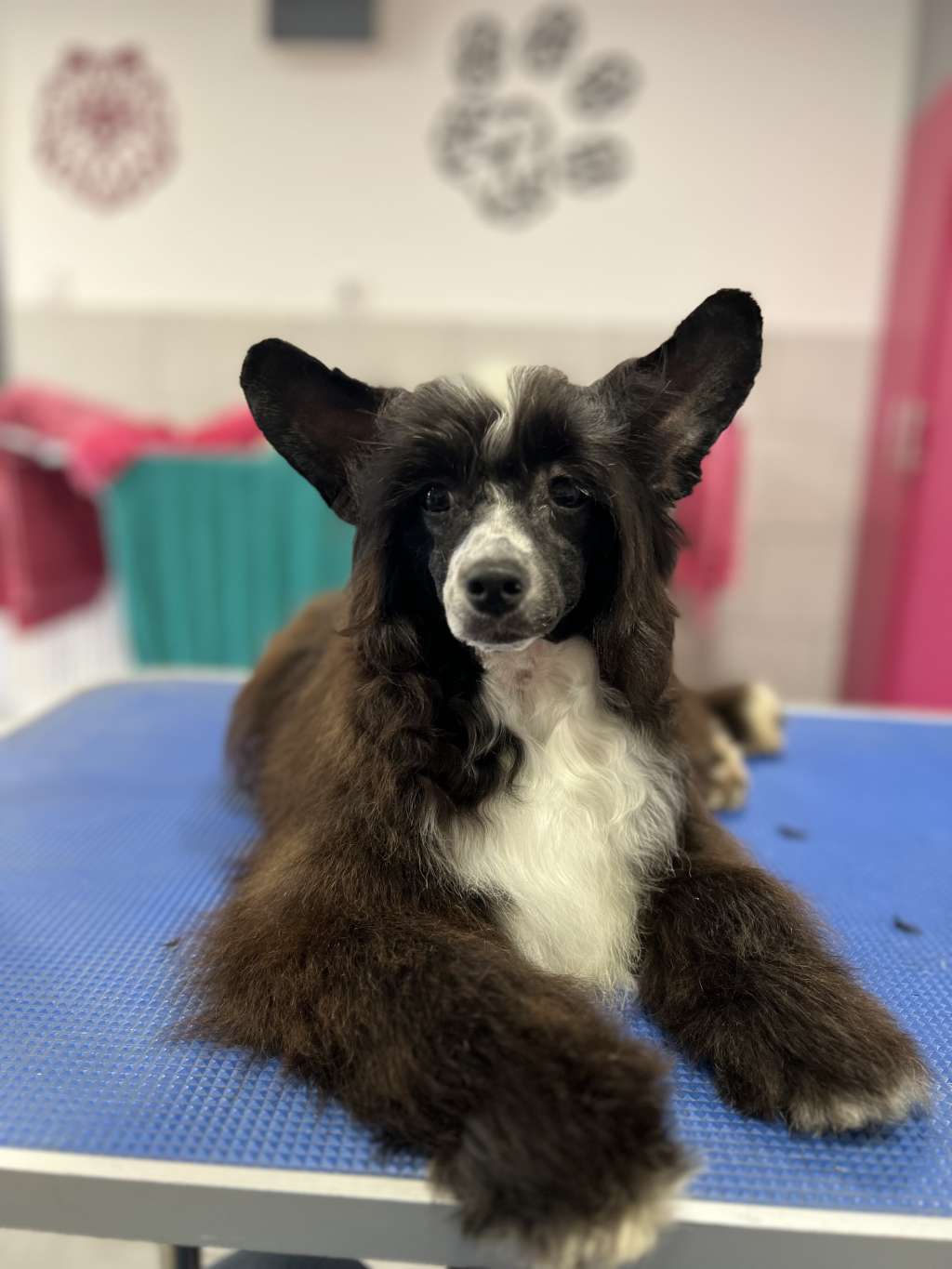 Chicavallo Jazz Negroni