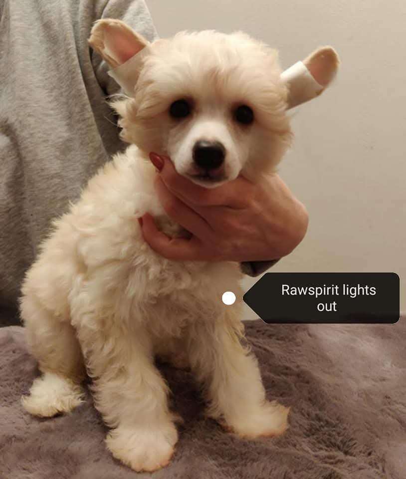 Rawspirit Lights Out