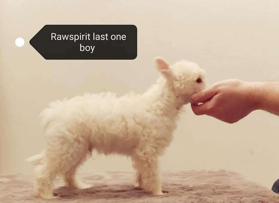 Rawspirit Last One Boy