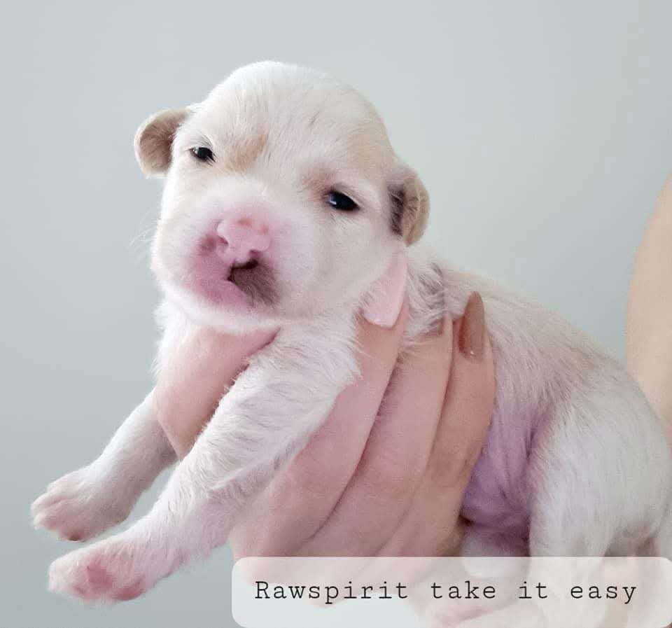 Rawspirit Take It Easy