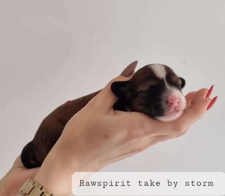 Rawspirit Take By Storm