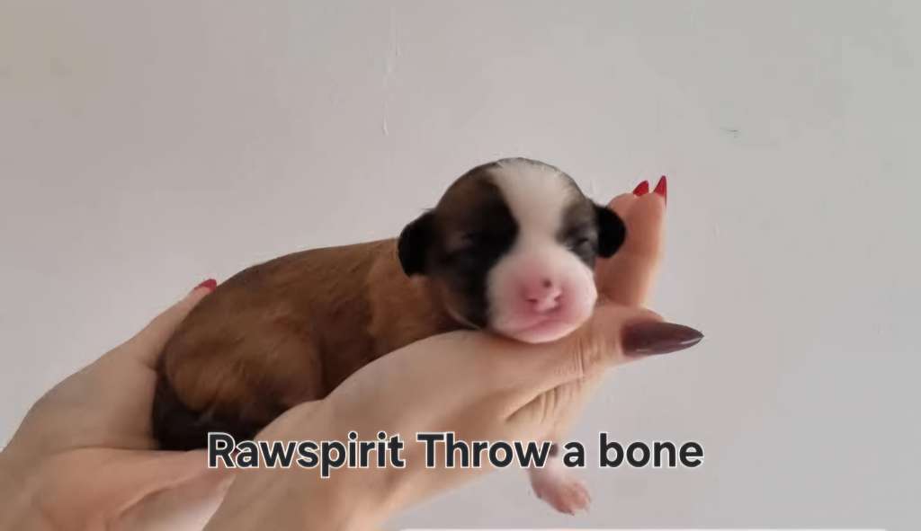 Rawspirit Throw A Bone