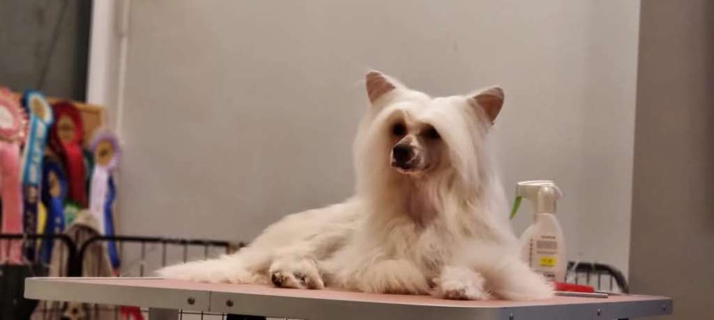 Rawspirit Hocus Pocus