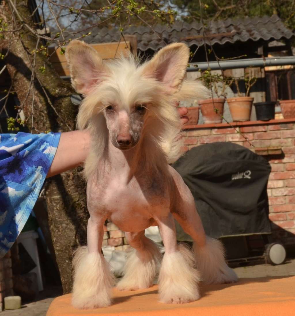 Golden Diamond Cresteds Minnelli