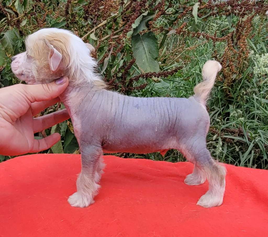 Apriori Vip Juan Don