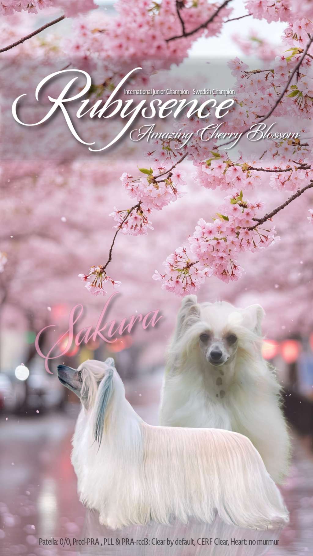 Rubysence Amazing Cherry Blossom