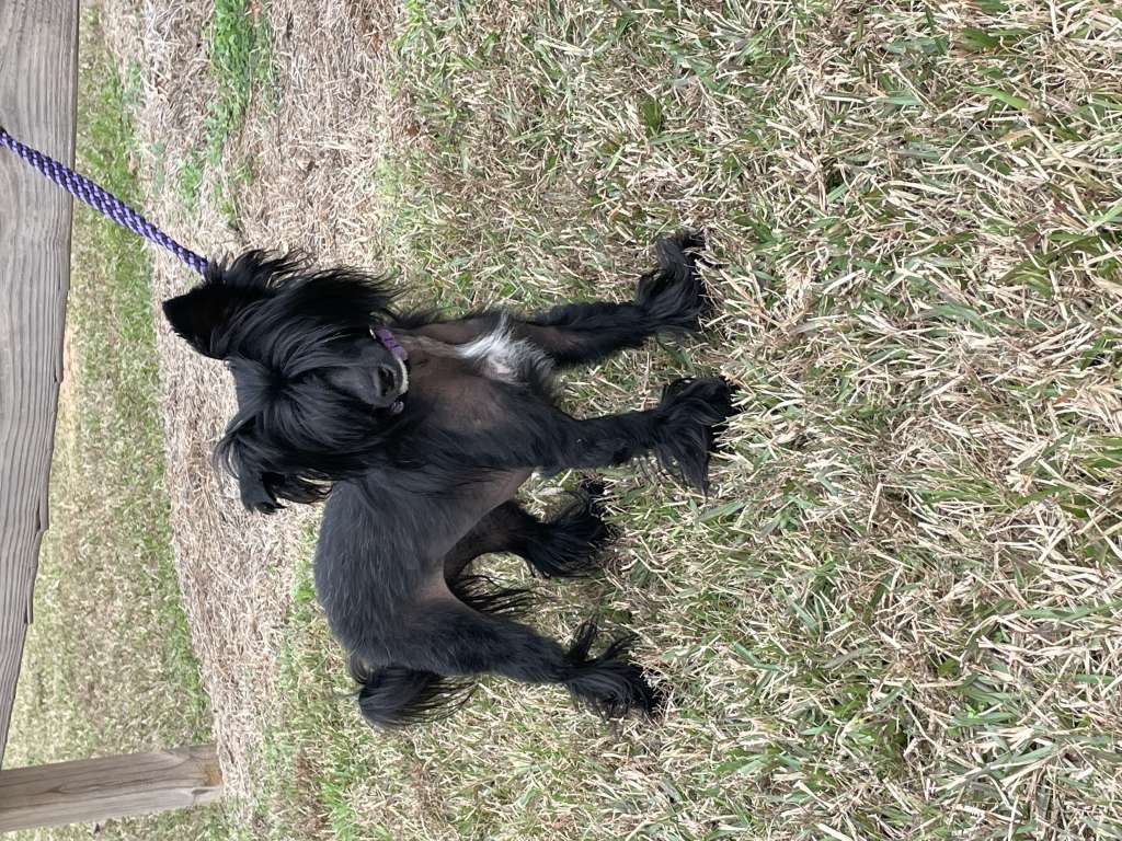 Silvercreeks Sheez A Hot Mess,Fcat,Att Fdc, Rato