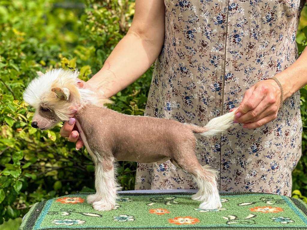 Show Galaktika Litl Flash