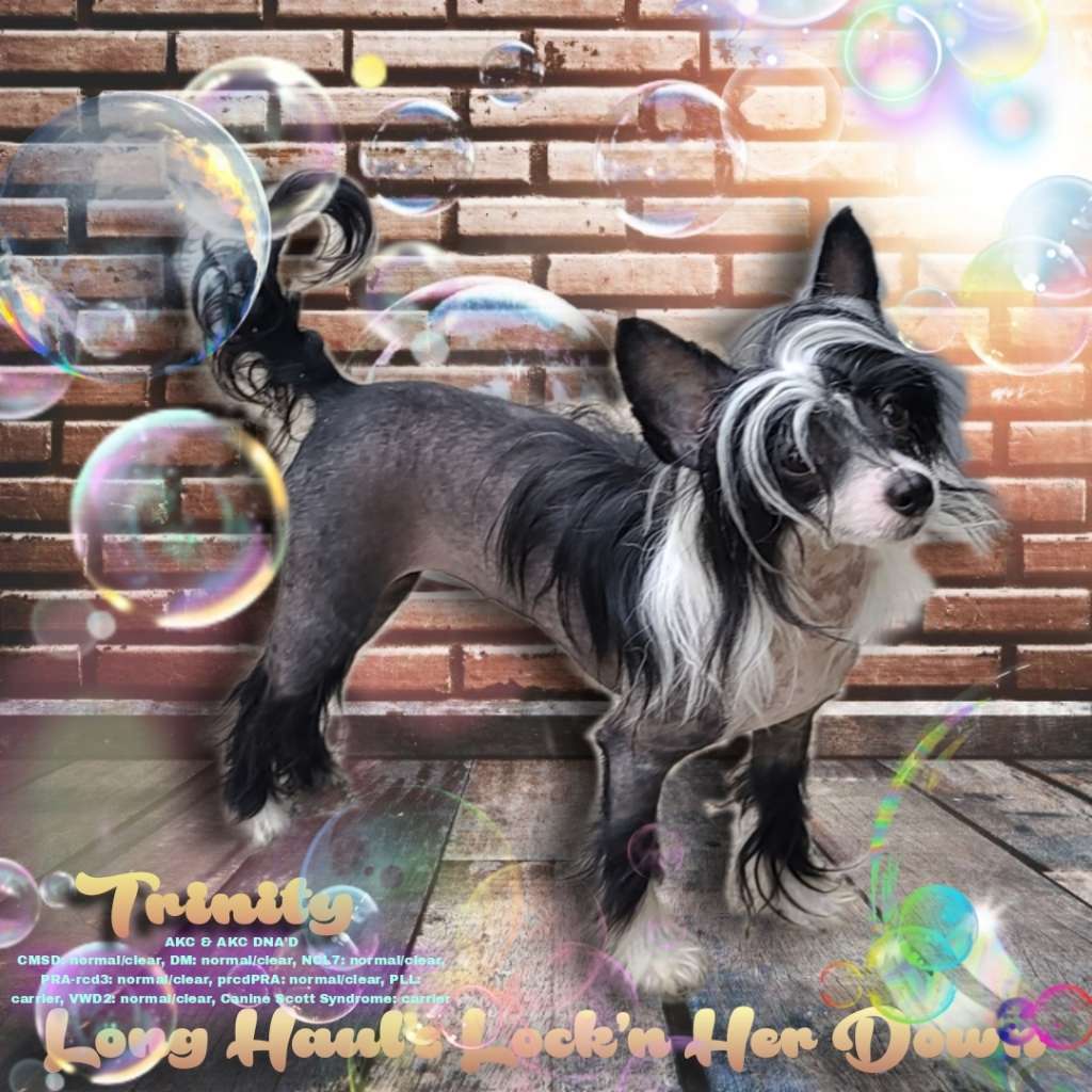 Long Haul's Lock'n Her Down