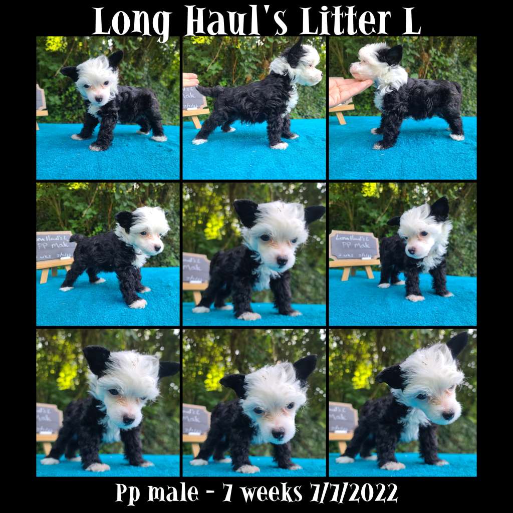 Long Haul's Lock Up Your Daughters