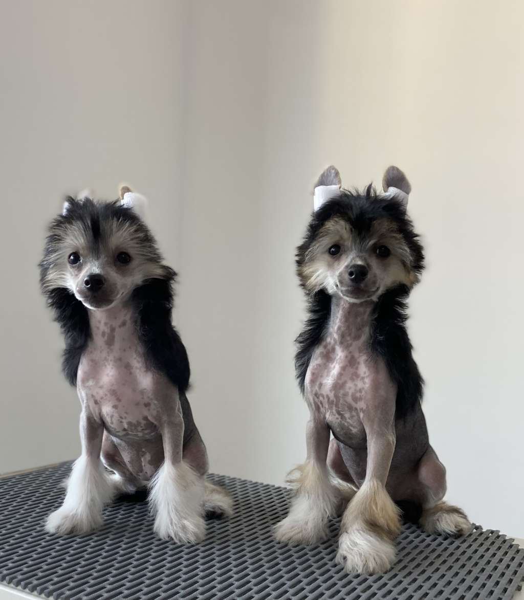 Rosa sinensis kennel