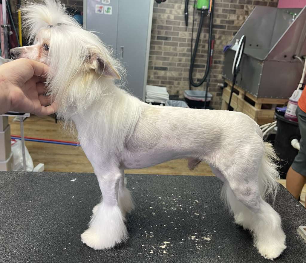 EverCrest's Lay it on the Table