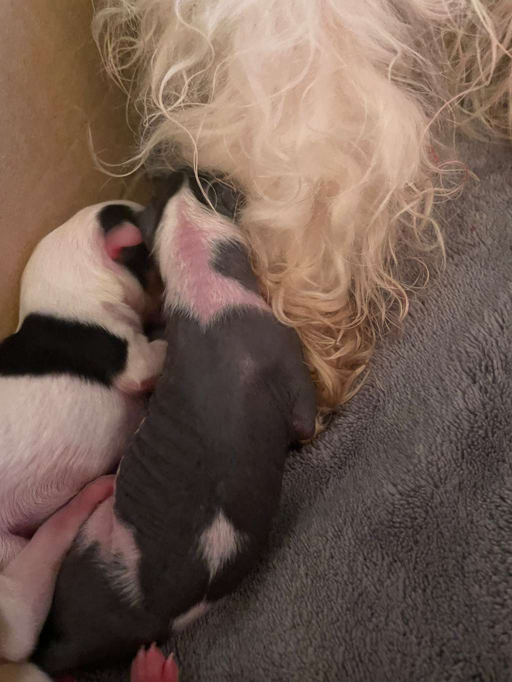 3.........le Petit Centenaris