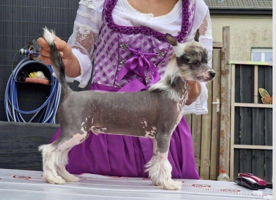 Odin Le Petit Centenaris