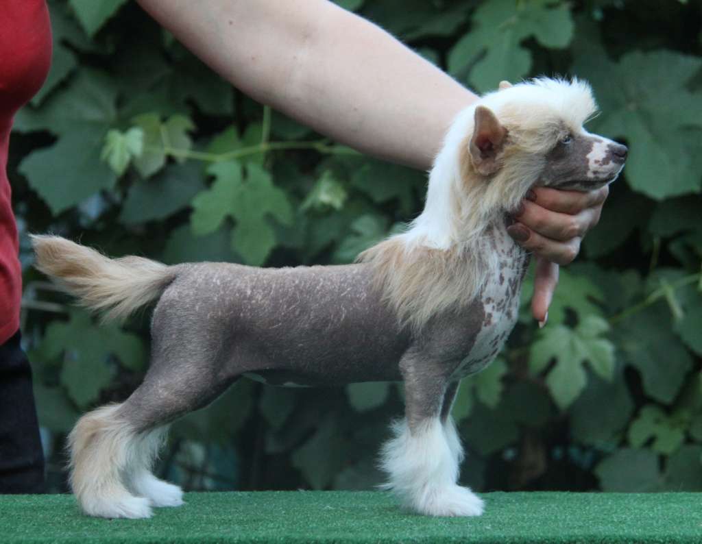 Zheneva-Debjut Talihsa