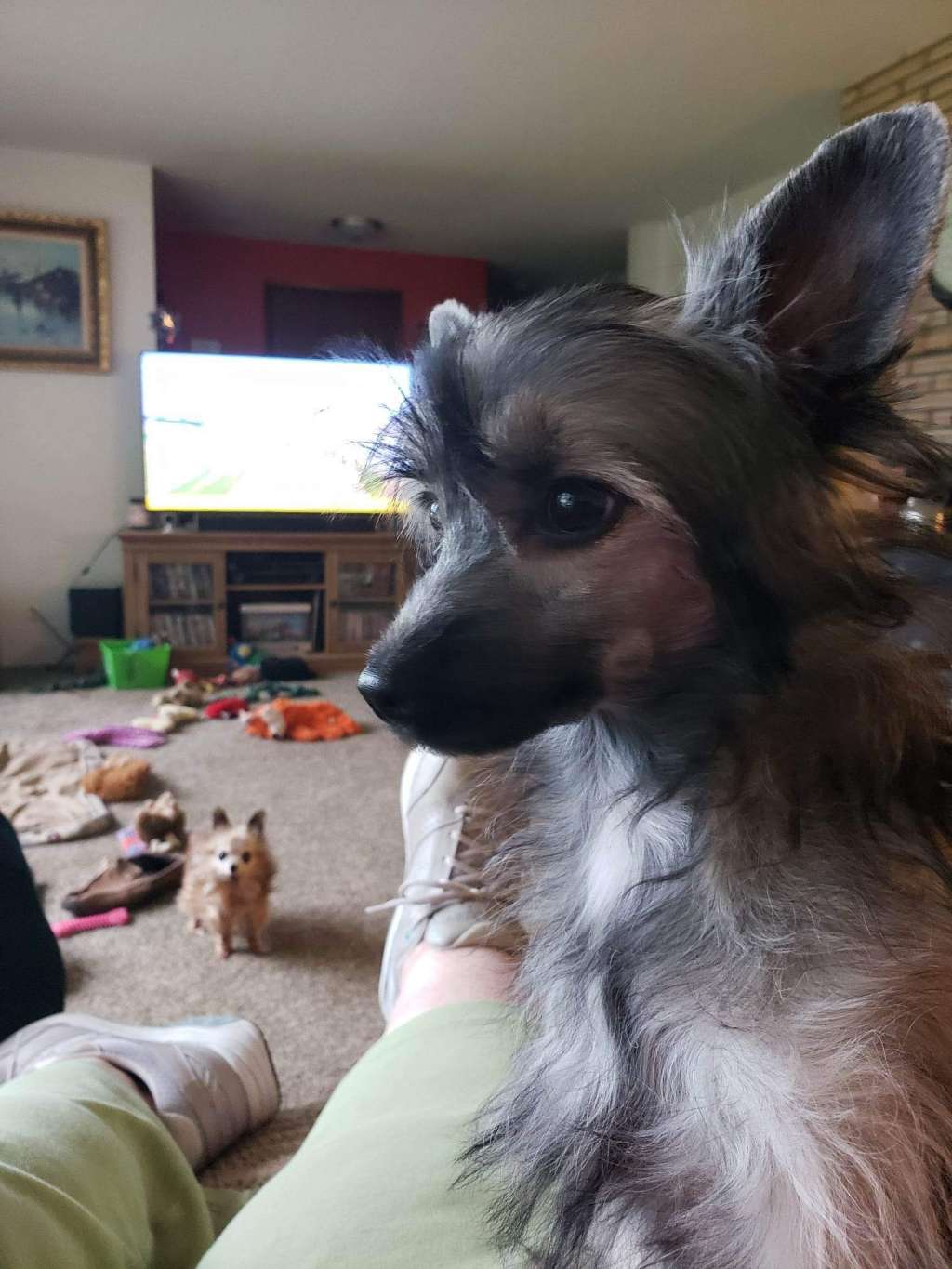 Castlecove Play It Again Maestro